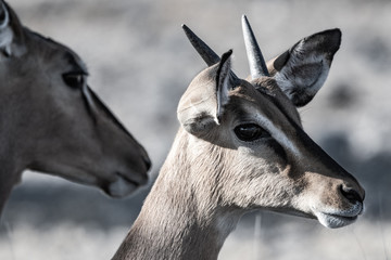 Gazelle springbock parc national d'etosha en Namibie	