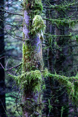 Animal skull on a tree covered by abundant moss in a beautiful forest.  