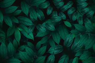 Green leaves background.Green leaves color tone dark in the morning.Tropical Plant in Thailand,environment,good air,fresh.photo concept nature and plant.