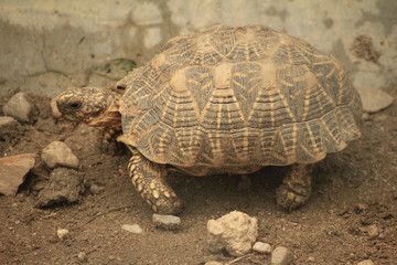 tortoise