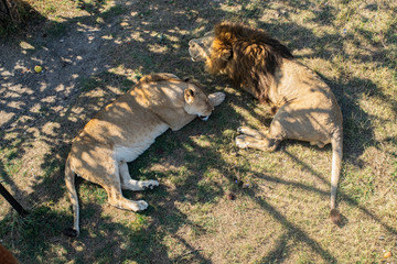 Adults lion and a lioness in the zoo quietly sleep in the shadows trees. © Андрей Захаров
