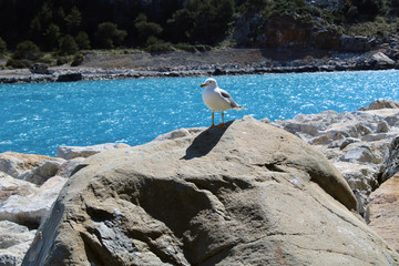 Gabbiano atterrato sullo scoglio con mare