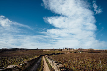 Un chemin dans les vignes de Bourgogne. Une route dans le vignoble bourguignon. Une route et des murs de pierres sèches en Côte-d'Or.