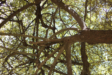 Fototapeta premium ardilla en rama de árbol