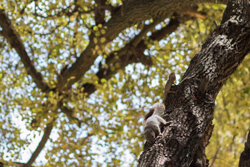 ardilla en rama de &aacute;rbol