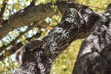 Fototapeta premium ardilla en rama de árbol