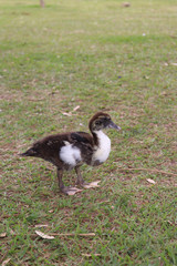 duck on grass