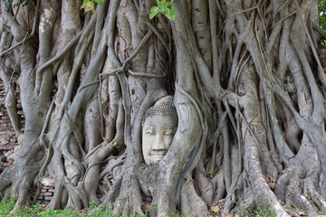 Buda en árbol en templo de Wat Mahathat en Ayutthaya