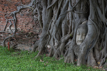 Fototapeta na wymiar Buda en árbol en templo de Wat Mahathat en Ayutthaya