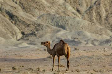 camel in the desert of PAKISTAN