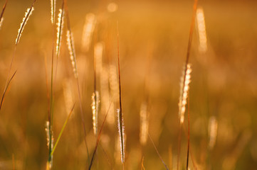 Grass and the warm light of sunset