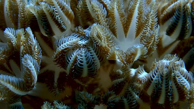Pulsating soft coral (Xeniidae) dances with ocean current while its tentacles opens and closes in super slow motion to feed on planktons and algae. Moalboal, Cebu, Philippines.