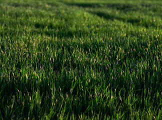 grass garden close up