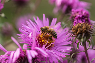 Bee pollinating the purple aster flower. Close uo.