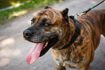 Beautiful adult dog. Tigers Staffordshire Terrier. Big fighting dog for home guard, quarterback, friend. Noisy photography, film grain processing