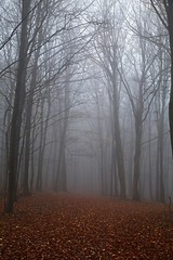 Fototapeta premium Foggy forest in late autumn