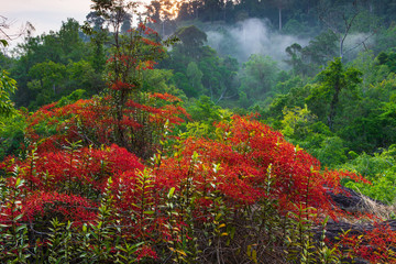 Renanthera coccinea Lour, Beautiful rare wild orchids in tropical forest of Thailand.