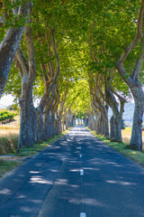 Obraz premium Tree-lined avenue near small town Tournissan, Occitane, France