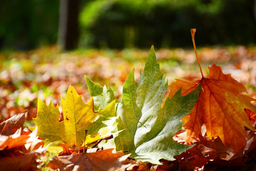 autumn leaves on green background