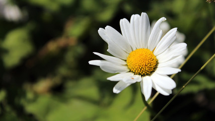 Obraz premium A flower 