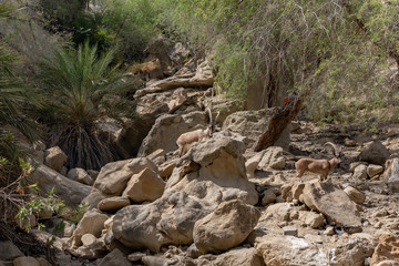 Sindh ibex in Kirthar National park PAKISTAN