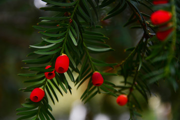 christmas decoration on tree