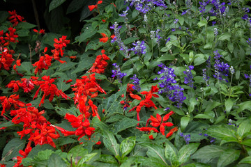 flores rojas y moradas sobre hojas