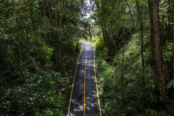 carretera a través de la selva en Tailandia