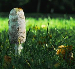 mushroom in the forest