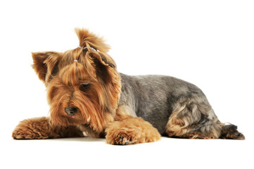 Studio shot of an adorable Yorkshire Terrier