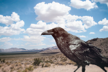 Raven or crow in a desert scene. - Powered by Adobe
