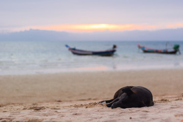 Fototapeta premium perro negro durmiendo en playa de Koh Thao