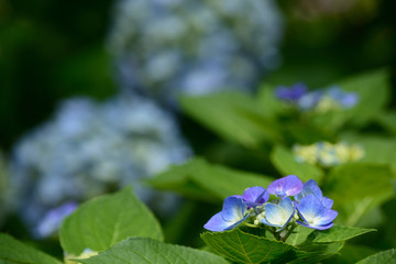 Flowers of hydrangea bloom in rainy season of Japan.
