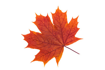 Naklejka na ściany i meble maple leaf isolated on white. orange, red autumn leaves. Top view. High resolution photo. Macro image of herbarium.