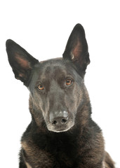 Portrait of an adorable german shepherd