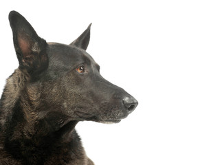 Portrait of an adorable german shepherd