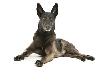 Studio shot of an adorable german shepherd