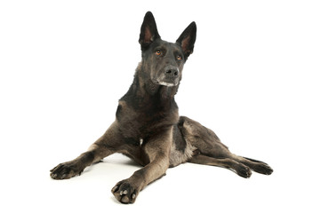 Studio shot of an adorable german shepherd