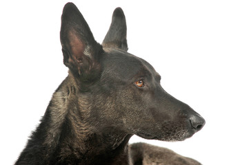 Portrait of an adorable german shepherd