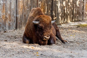 beautiful bison lies on the sand