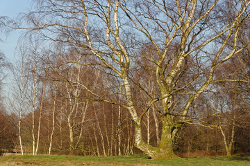 Sandbirken ohne Laub