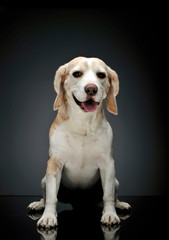 Studio shot of an adorable beagle