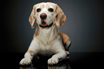 Studio shot of an adorable beagle