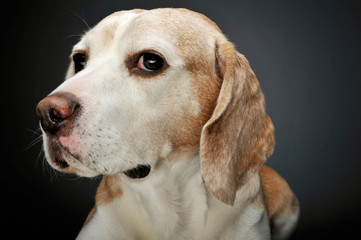 Portrait of an adorable beagle