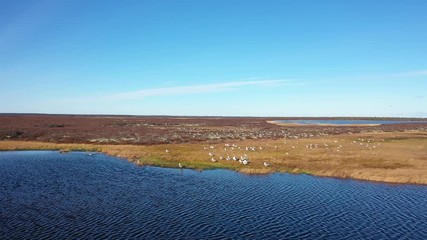 Larus heuglini gulls in autumn among the Yamal tundra in Northern Siberia