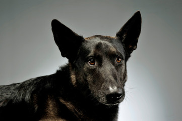 Portrait of an adorable german shepherd