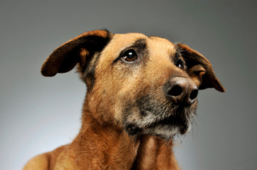 Portrait of an adorable mixed breed dog