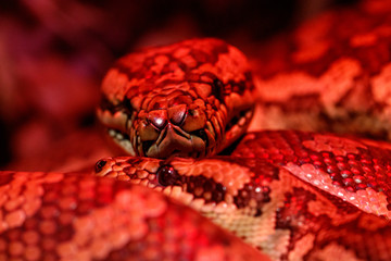 beautiful pair of kites coastal carpet python