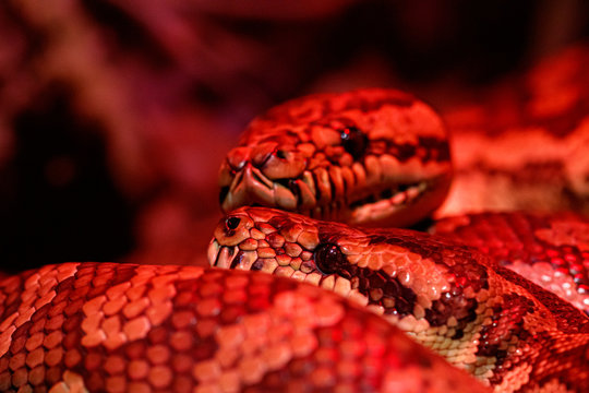 beautiful pair of kites coastal carpet python
