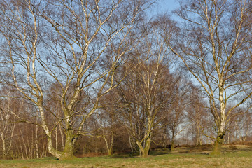 Sandbirken ohne Laub